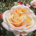 2/10/20 Seeds | Apricot Oh Happy Day Shrub Rose – Fragrant Peachy Blooms – Perennial Rose Seeds – Cottage Garden Favorite – Easy to Grow(2 Seeds)