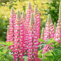 The Lupine Seeds - Showy Blooms, Attracts Pollinators, Fragrant, Bicolor Flowers, Drought Tolerant - Plant in Spring/Fall(50 Seeds)