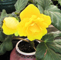 6/30/60+ Tuberous Begonia Seeds -Orange, Yellow, Red,  Pink Mix(6 Seeds)