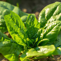 Spinach winter giant seeds(10 Seeds)