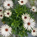 White Osteospermum African Daisy Seeds - 5/20/40 Pcs. Perennial Flower Seeds for Planting Outdoors with Long-Lasting Blooms, Drought-Tolerant, Easy to Grow for Sunny Gardens  Borders(5pcs)