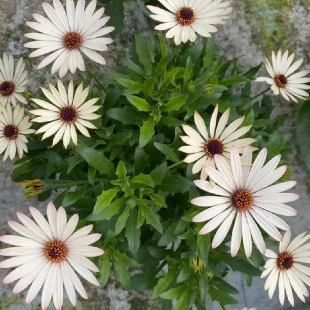 White Osteospermum African Daisy Seeds - 5/20/40 Pcs. Perennial Flower Seeds for Planting Outdoors with Long-Lasting Blooms, Drought-Tolerant, Easy to Grow for Sunny Gardens  Borders(5pcs)