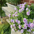 2/10/20 Purple Double Rose of Sharon (Hibiscus syriacus) Flower Tree/Shrub Seeds(2 Seeds)