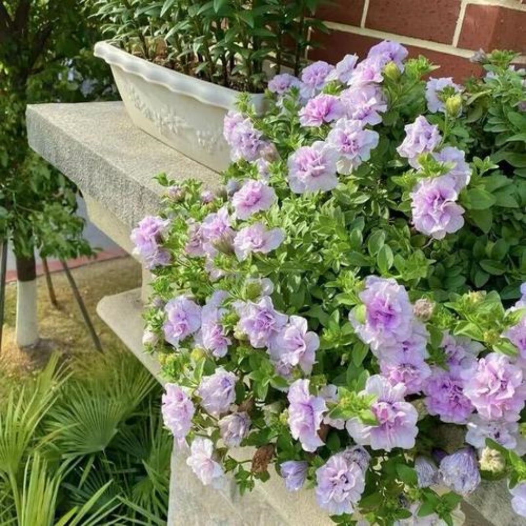 2/10/20 Purple Double Rose of Sharon (Hibiscus syriacus) Flower Tree/Shrub Seeds(2 Seeds)