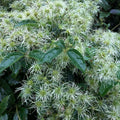 Virgin’s Bower (Clematis virginiana) 20/100/200 Organic Seeds (0.3 grams) by Smoke Camp Crafts - Devil;s Darning Needles, Old Man;s Beard, Woodbine(20 Seeds)