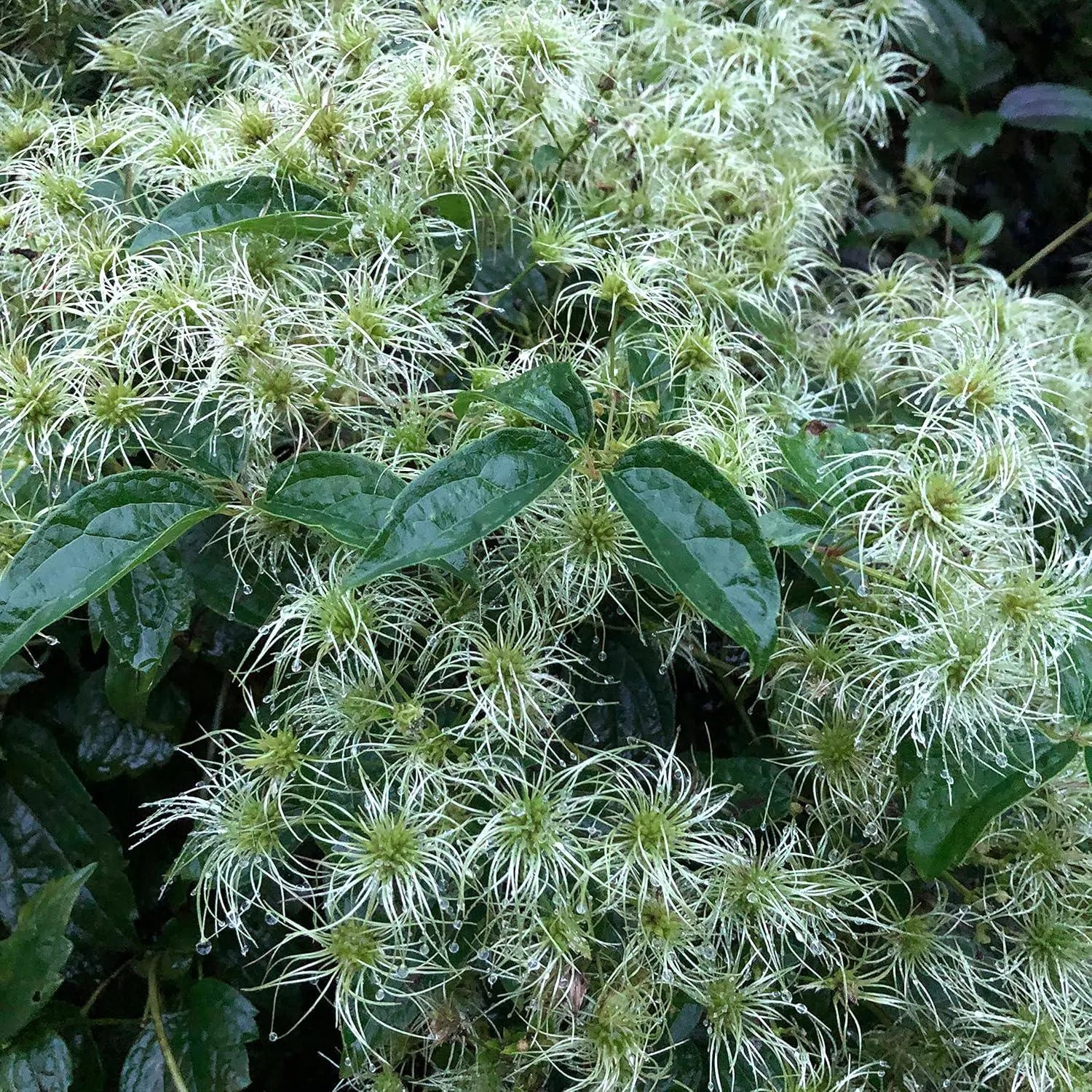 Virgin’s Bower (Clematis virginiana) 20/100/200 Organic Seeds (0.3 grams) by Smoke Camp Crafts - Devil;s Darning Needles, Old Man;s Beard, Woodbine(20 Seeds)