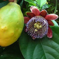 Giant Granadilla Seeds: Tropical Passionfruit Vine (2/10/20 Seeds)(2 Seeds)