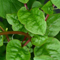 Red Malabar Spinach Seeds, Mong Toi Do Seeds Heirloom, Non-GMO, Farm-Fresh Seeds, Easy to grow vegetables, High germination seeds(20 Seeds)
