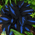 200 Hosta Seeds – Grow Stunning Shade Plants in Your Garden(50)
