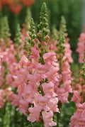 Potomac Pink Pelleted Snapdragon Seeds(40 Seeds)