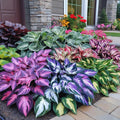 40/200/400 Mixed Color Hosta Seeds for Planting - Shade-Tolerant Perennials, Dual Use for Ground Cover  Pots, Create Cool Shaded Gardens(40pcs)