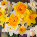 20/100/200-Pack Mixed Daffodil Seeds – Naturalizing Narcissus Variety Pack – Bulk of Spring-Blooming Flowers – Deer Resistant  Cold Hardy – Easy Fall Planting - Plant in Gardens, Borders  Beds(20 Seeds)
