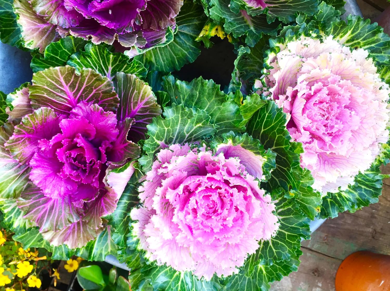 Seeds Ornamental Japanese Cabbage Mix Osaka 10/50/100 Seeds to Grow Decorative Kale Mix to Plant in Spring or Fall(10 Seeds)