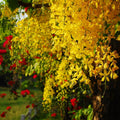 Golden Shower Tree Seeds – 20 Pcs – Vibrant Yellow Blooms for Tropical Landscaping(20 Seeds)