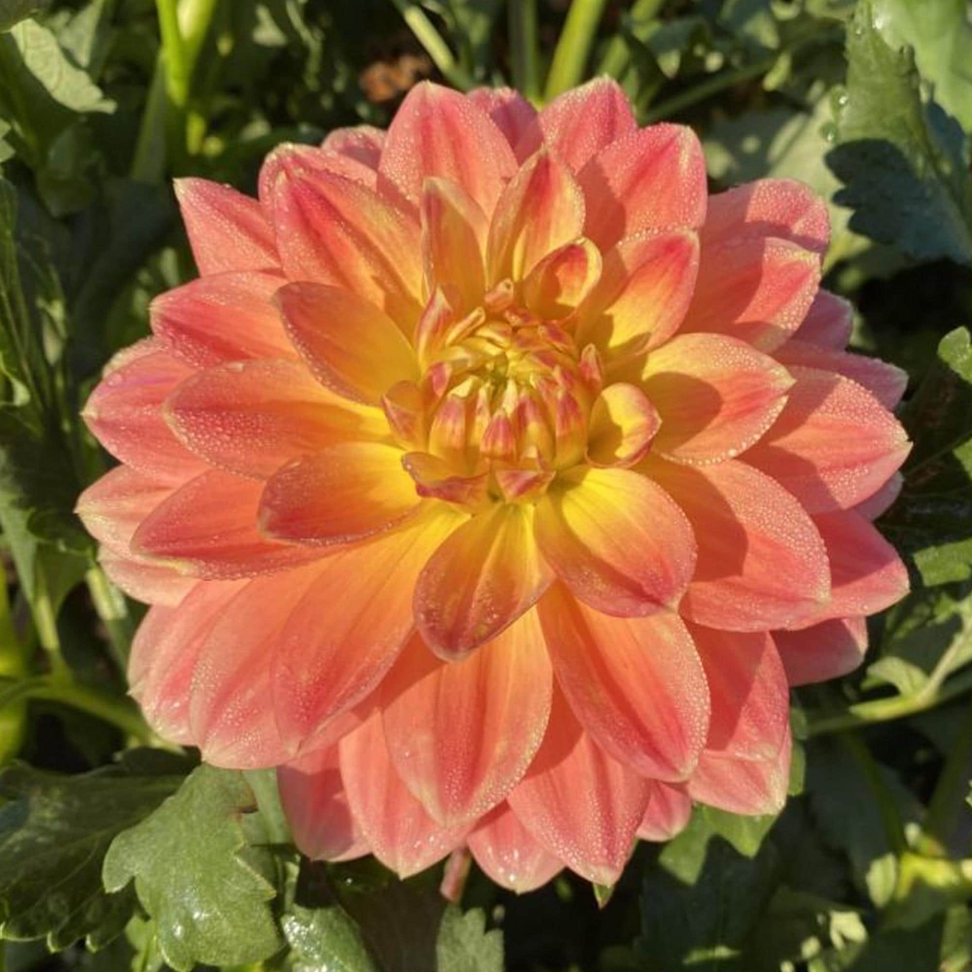 20/100/200+ Seeds | October Sky Dahlia Perennial Seeds, Rare Heirloom Variety, Warm Sunset Blooms, Bright Summer Garden Flowers, Easy to Grow(20 Seeds)