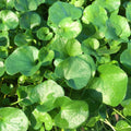 20/100/200 Seeds Emerald Falls Dichondra Seeds for Planting - Stunning Weeping(20 Seeds)