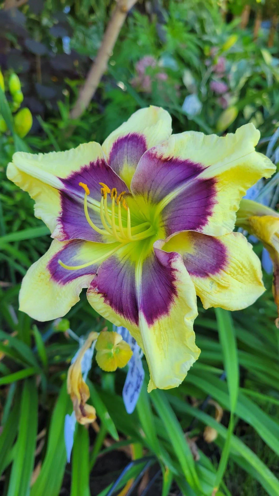 Hemerocallis Hybridized Daylily SEEDS Blue Perfection x Cosmic Kaleidoscope 5/25/50 Seeds(5 Seeds)