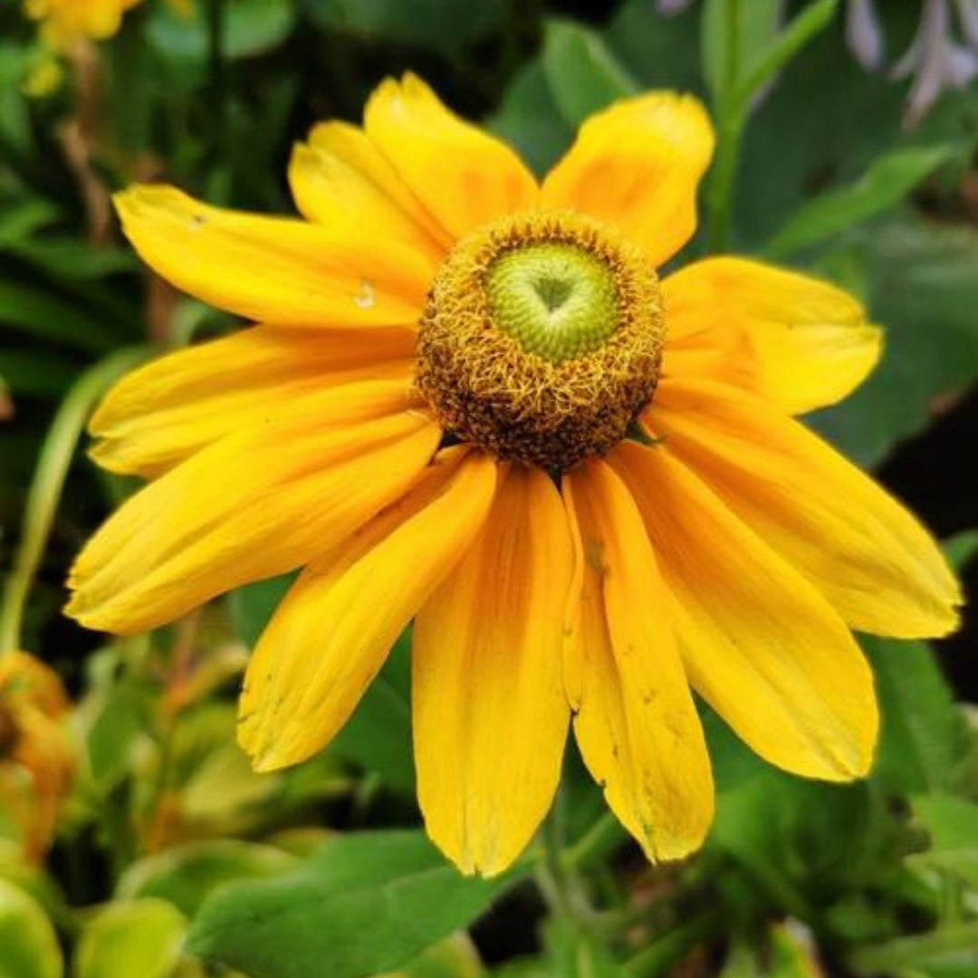 Prairie Sun Rudbeckia Seeds, Black Eyed Susan, Rudbeckia Hirta(200 Seeds)