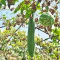 Luffa aegyptiaca - Smooth Luffa Seeds - Sponge gourd - Egyptian cucumber - Edible - Fast Growing - Open-Pollinating - 5/25/50 Seeds(5 Seeds)