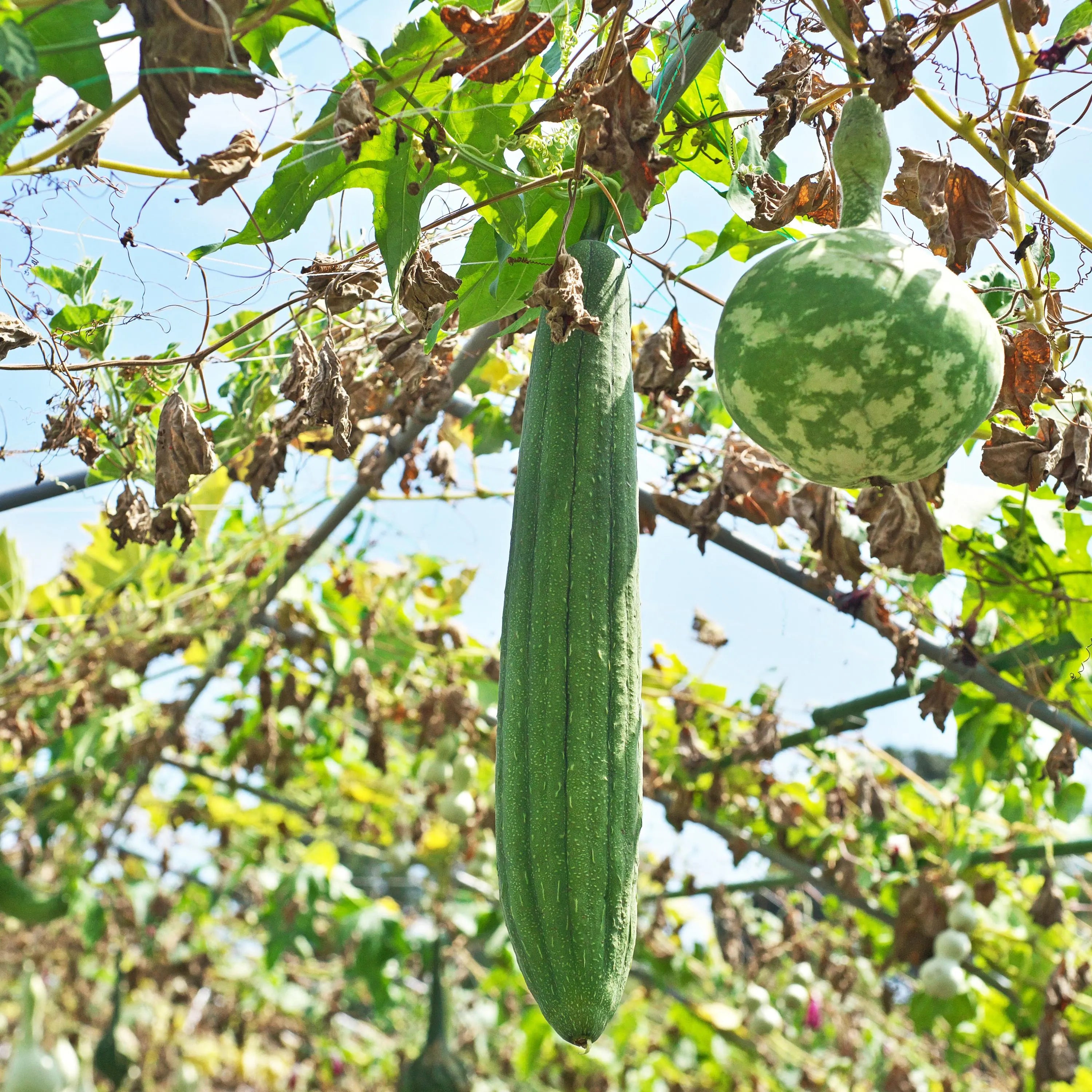 Luffa aegyptiaca - Smooth Luffa Seeds - Sponge gourd - Egyptian cucumber - Edible - Fast Growing - Open-Pollinating - 5/25/50 Seeds(5 Seeds)