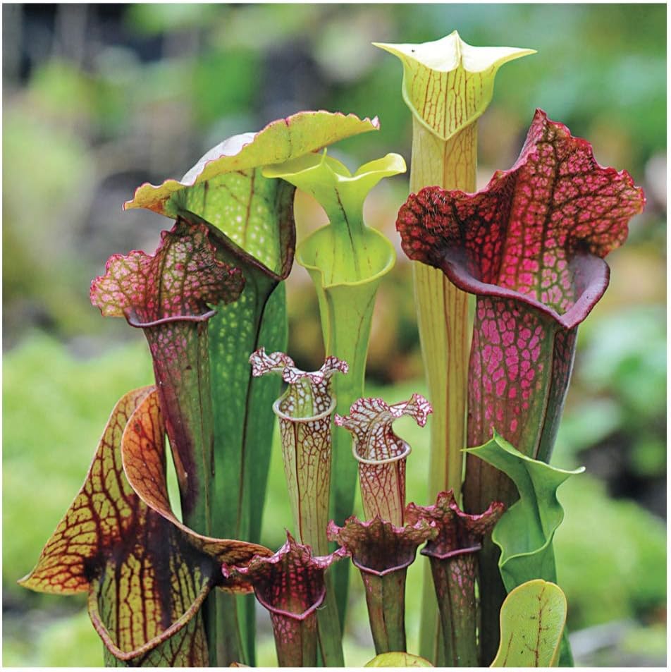 Park Seed Webbed Goblets and Chalices Pitcher Plant Seeds, Perennial Carnivorous Plant, Pack of 20/100/200 Seeds(20pcs)