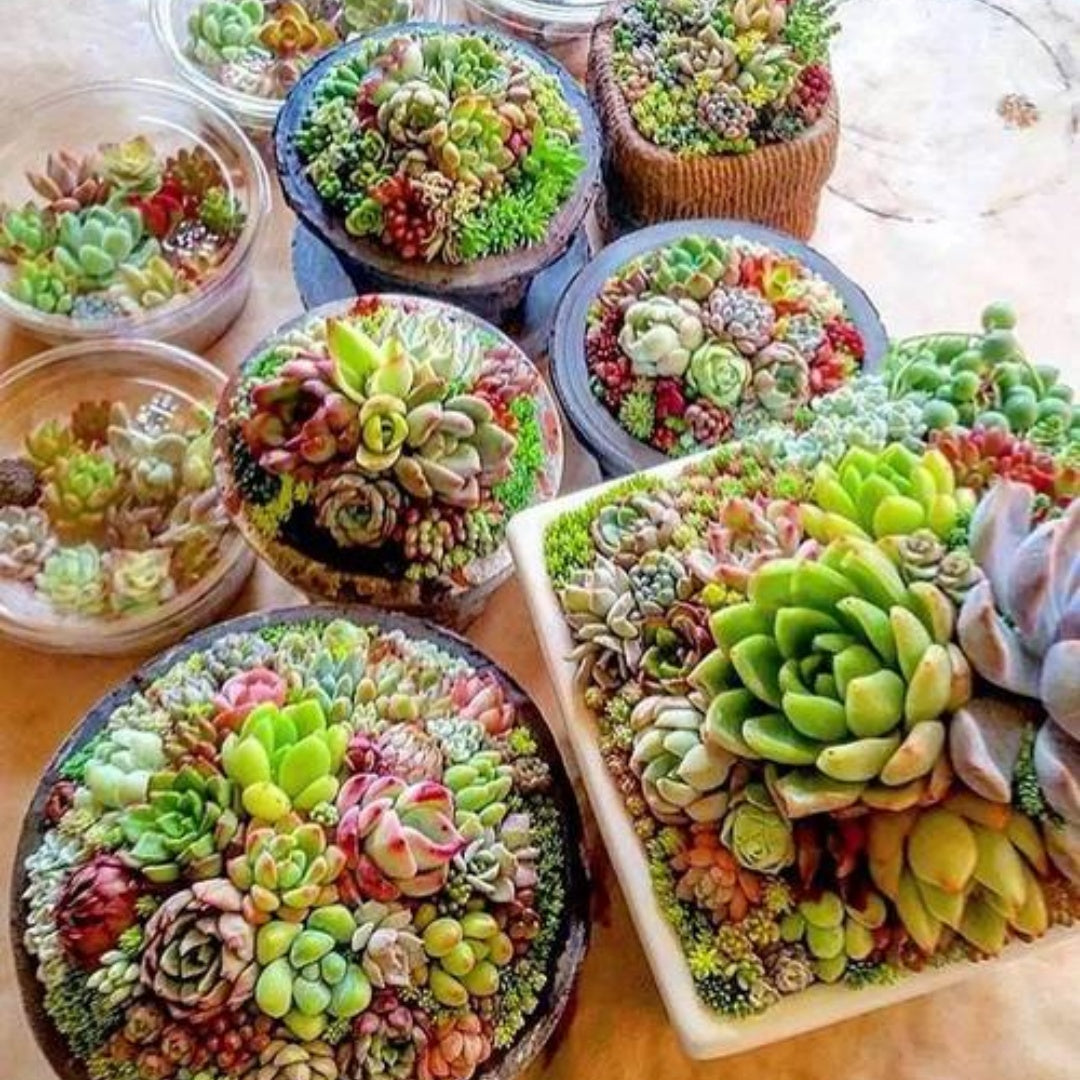 5+ Cactus Succulent Seeds Mix - Grow a Diverse Cacti Garden or Collection(5pcs)