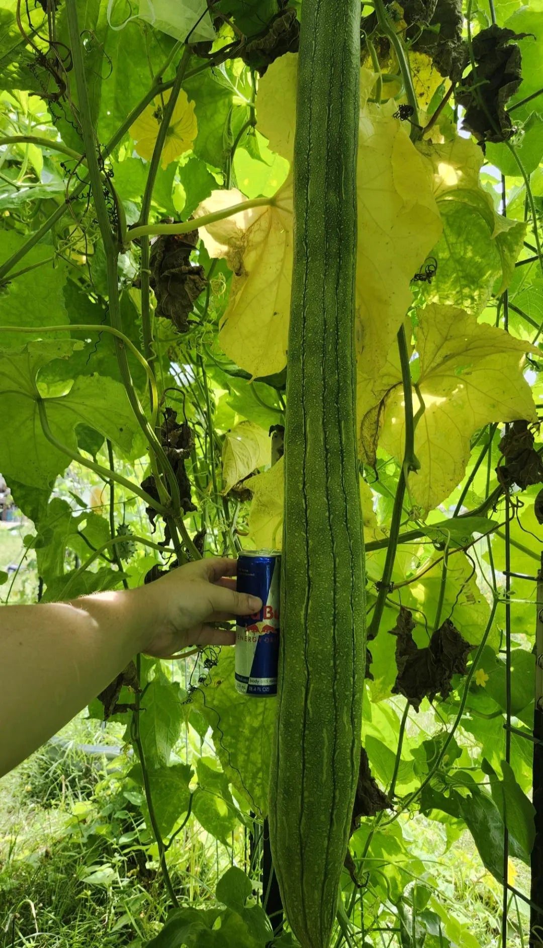 Thai Extra Long Luffa Seeds, Organic, Minimum 3/15/30(3 Seeds)