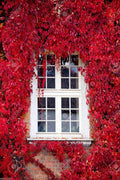 Virginia Creeper Seeds,Engelmann's,five-leaved Ivy,Parthenocissus quinquefolia.(10 seeds)