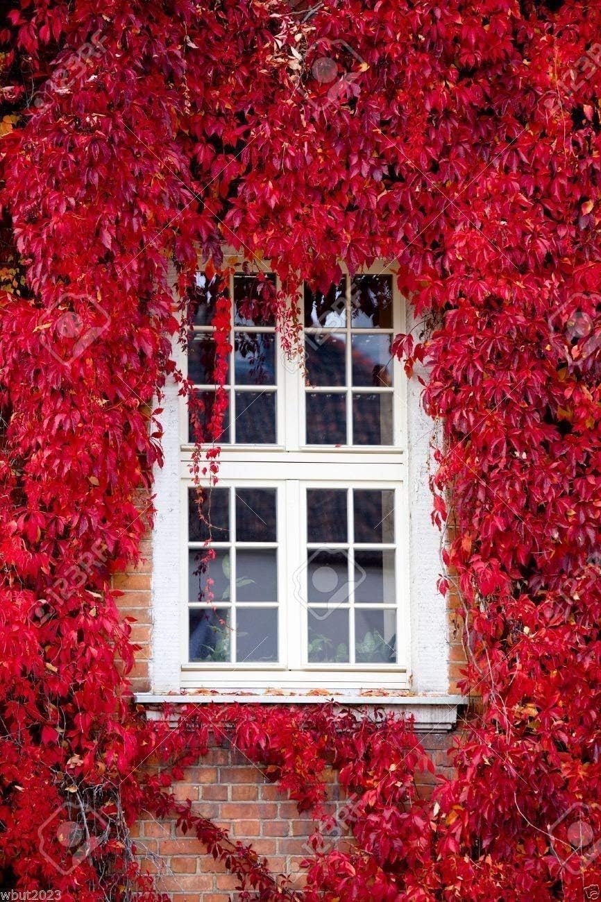 Virginia Creeper Seeds,Engelmann's,five-leaved Ivy,Parthenocissus quinquefolia.(10 seeds)