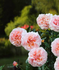 Pink Moss Rose Flower Seeds - 20/100/200 Count(20pcs)