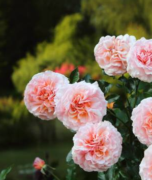 Pink Moss Rose Flower Seeds - 20/100/200 Count(20pcs)