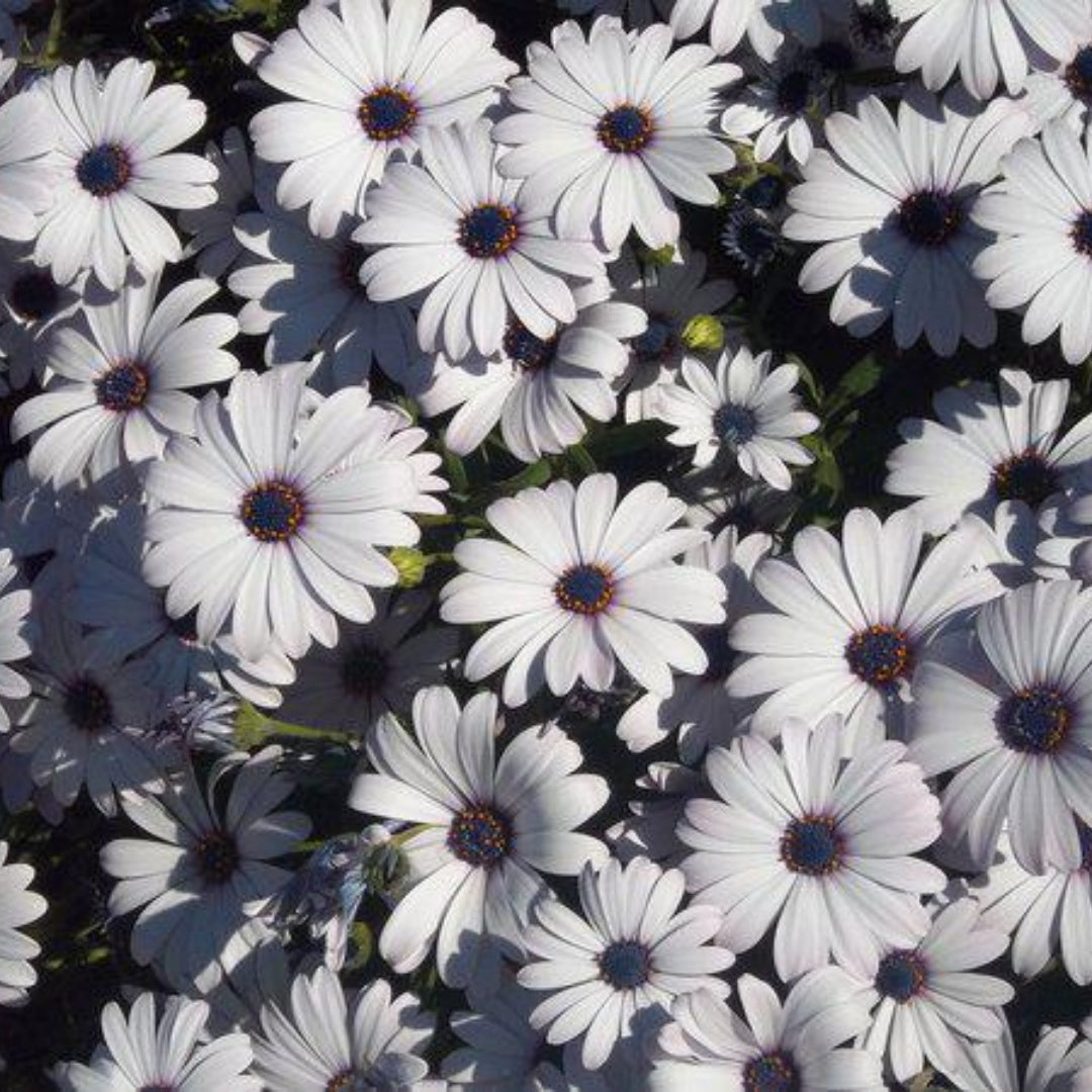 African White Daisy Seeds (Cape Marigold) – Heirloom Flower, White Blooms  Easy to Grow, Unique Garden Variety | 20/100/200 Seeds(20 Seeds)