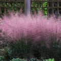 Pink Muhly Ornamental Grass Seeds - 5 Pcs, Perennial, Drought Tolerant, Low Maintenance, Ornamental Tall Grass Plants, Fast Growing for Landscaping, Outdoor Garden, Privacy Plants(5 Seeds)