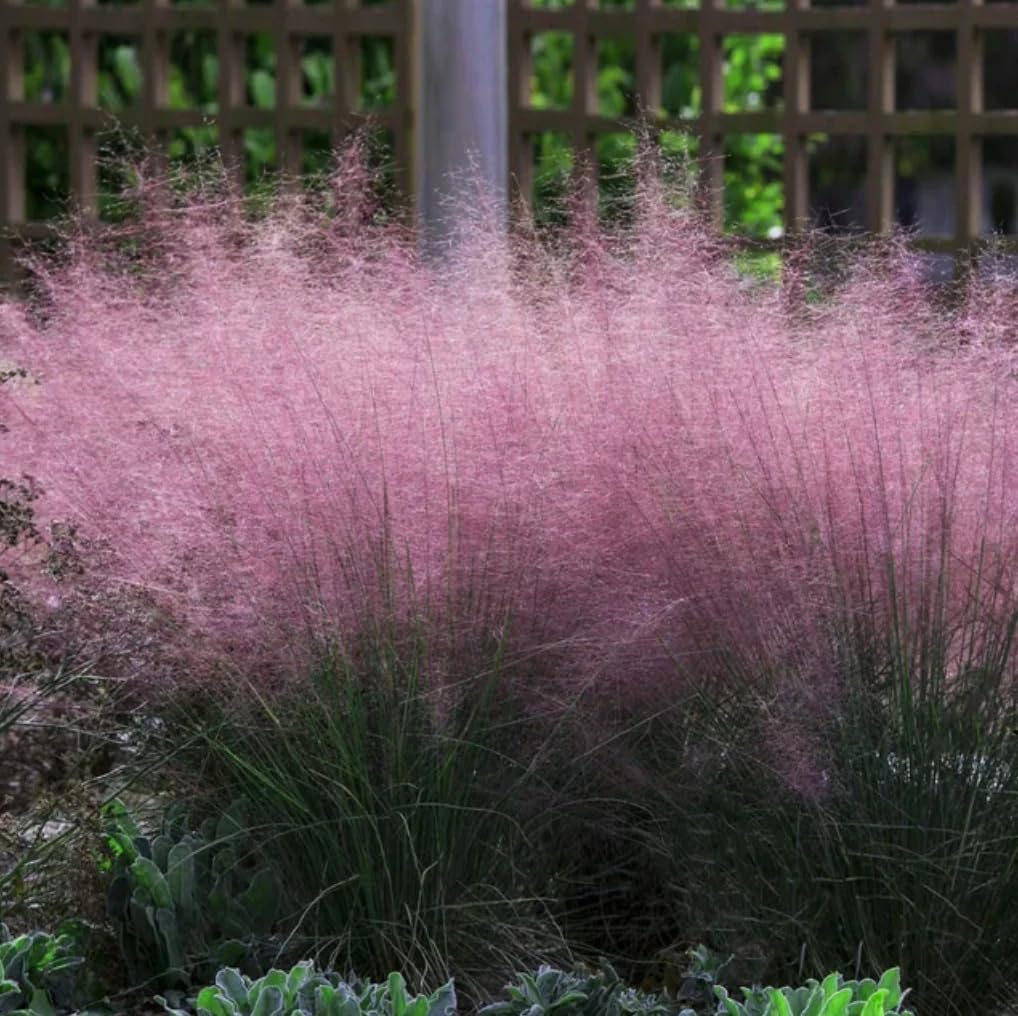 Pink Muhly Ornamental Grass Seeds - 5 Pcs, Perennial, Drought Tolerant, Low Maintenance, Ornamental Tall Grass Plants, Fast Growing for Landscaping, Outdoor Garden, Privacy Plants(5 Seeds)