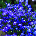 1600/8000/16000 Magic Blue Creeping Thyme Seeds: Drought Tolerant Ground Cover(1600 Seeds)