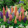 Dwarf Lupine Flower Seeds - Heirloom Seeds, Pollinator Friendly, Cut Flowers, Fairy Garden, Dwarf Lupine, Non-GMO(50 Seeds)