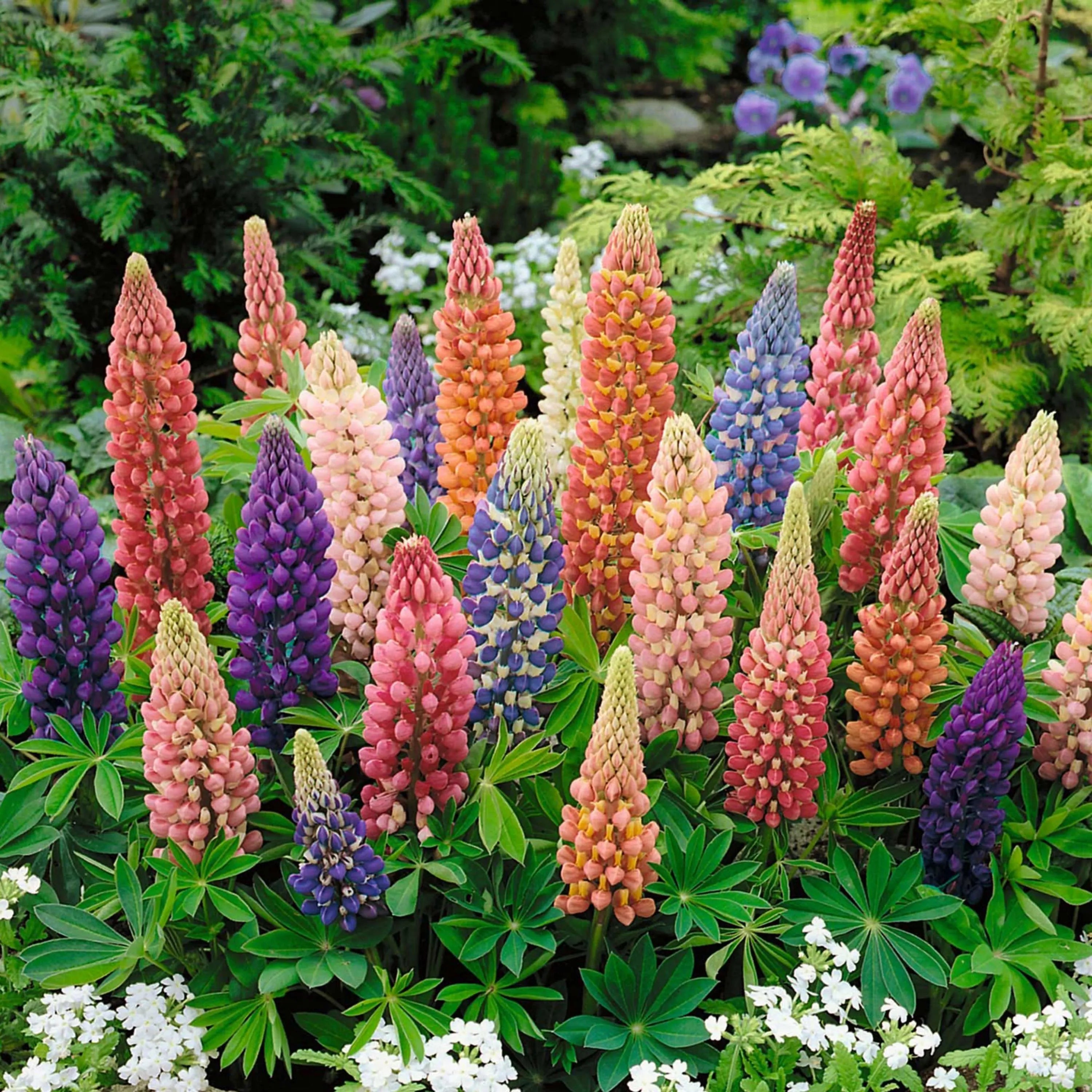 Dwarf Lupine Flower Seeds - Heirloom Seeds, Pollinator Friendly, Cut Flowers, Fairy Garden, Dwarf Lupine, Non-GMO(50 Seeds)