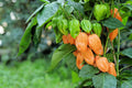 10/50/100 Hot ORANGE HABANERO PEPPER Capsicum Chinense Vegetable Seeds(10 Seeds)