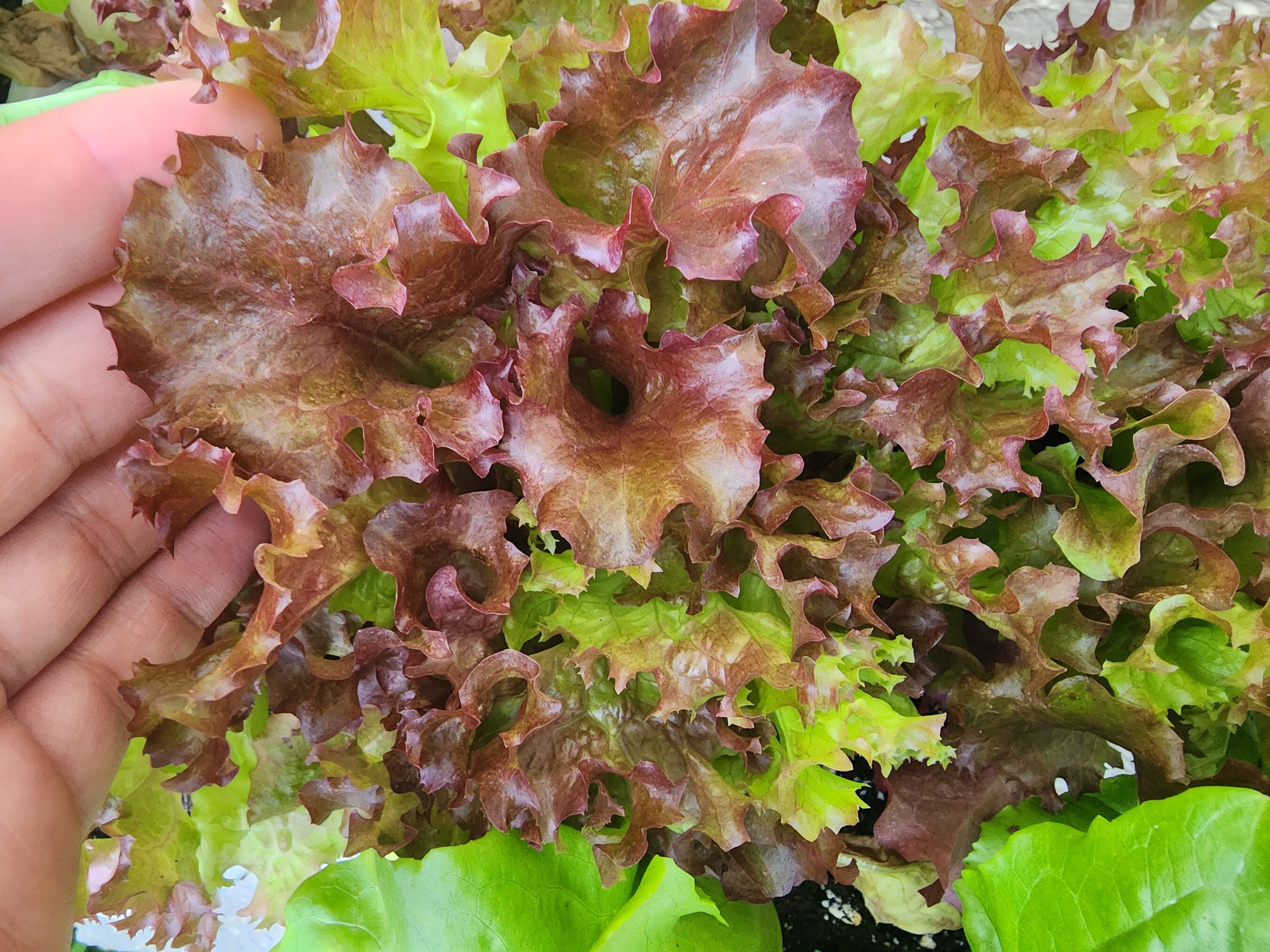 Lollo Rosso Loose Leaf Lettuce Seeds - Heirloom Vegetable Garden Seeds(6 Seeds)