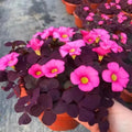 80/400/800 Purple Shamrock Seeds – Oxalis Triangularis | Indoor Outdoor Perennial Plant(80 Seeds)