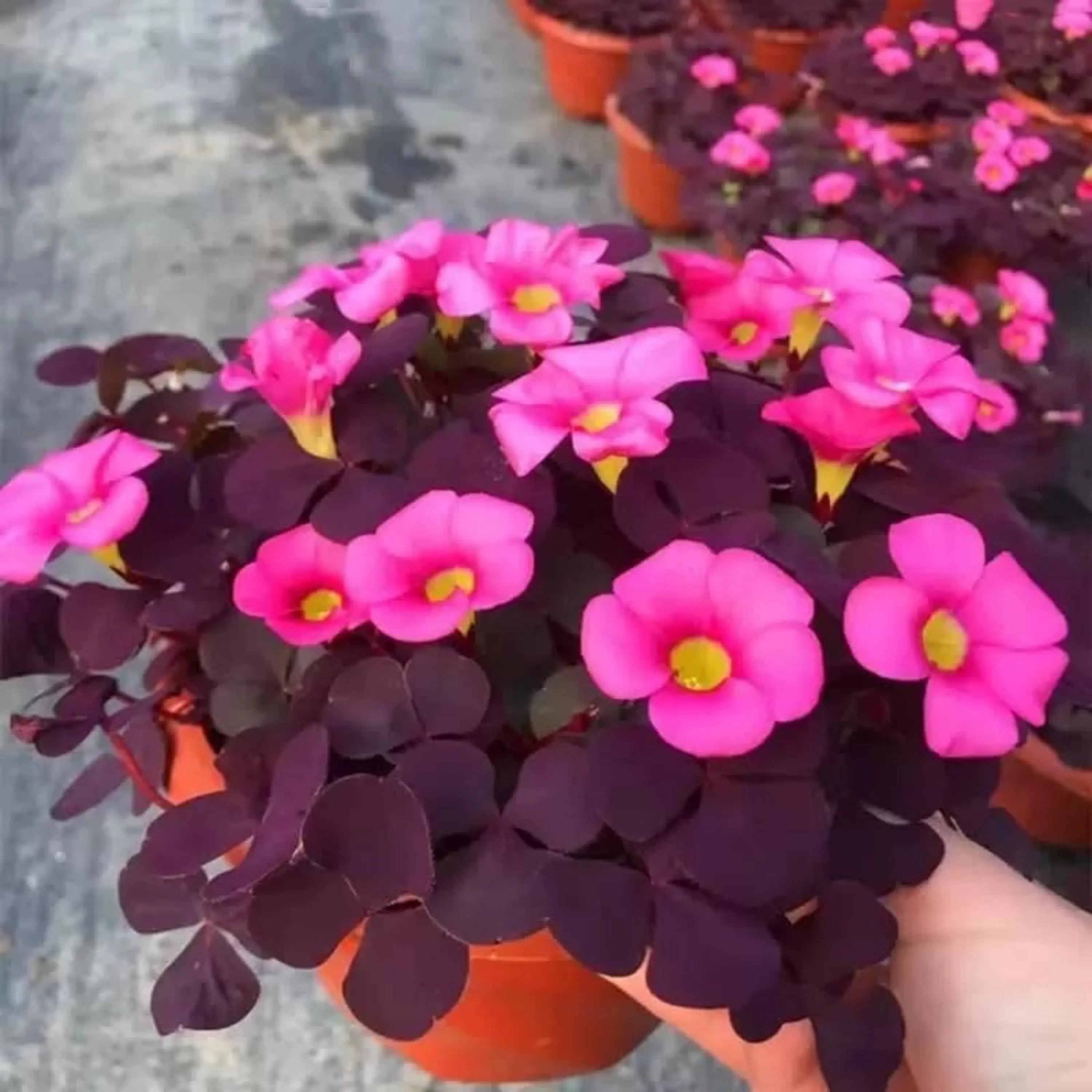 80/400/800 Purple Shamrock Seeds – Oxalis Triangularis | Indoor Outdoor Perennial Plant(80 Seeds)