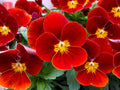 20/100/200 RED  YELLOW PANSY Violet Viola Wittrockiana Flower Seeds(20 Seeds)