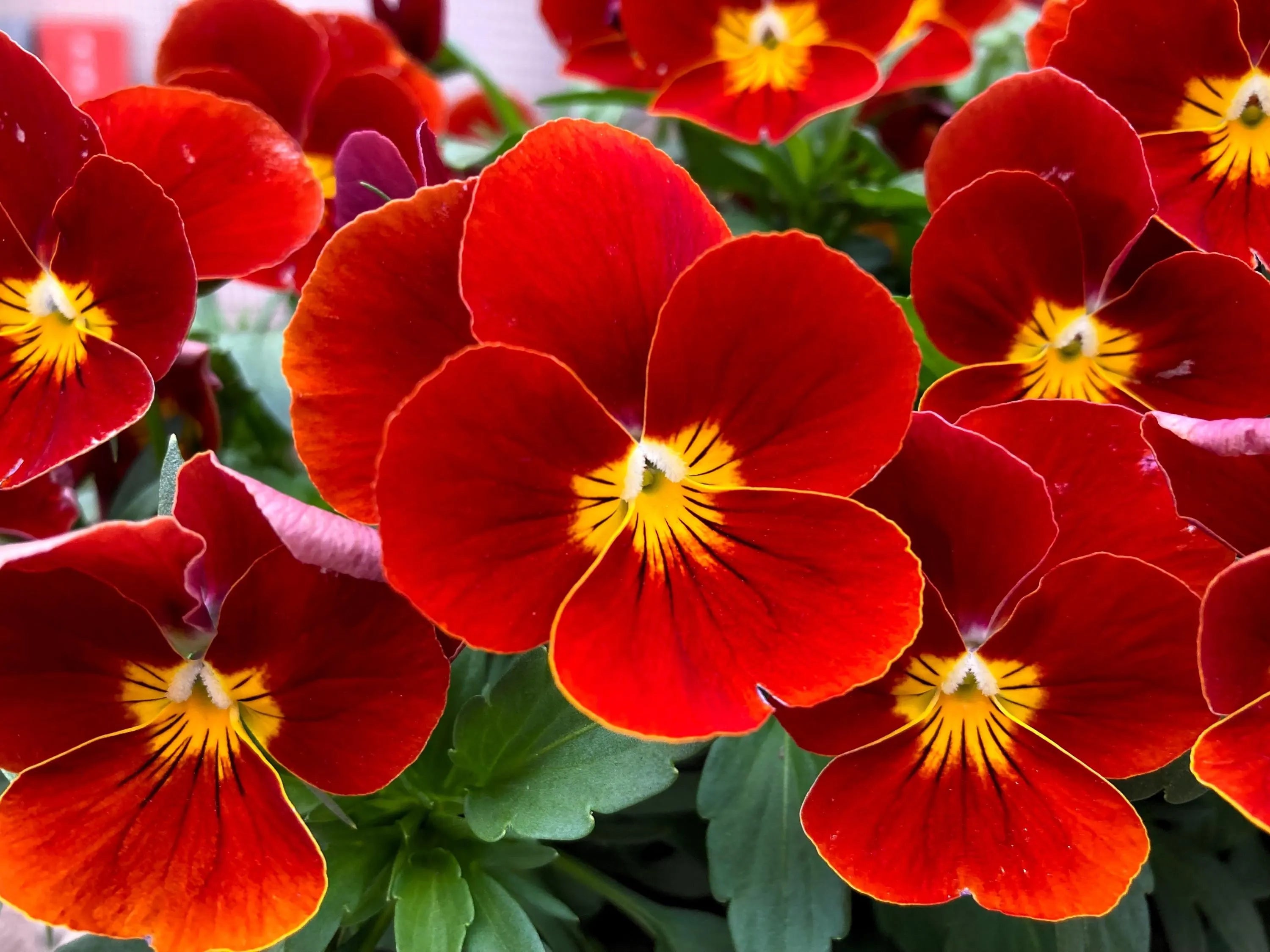 20/100/200 RED  YELLOW PANSY Violet Viola Wittrockiana Flower Seeds(20 Seeds)