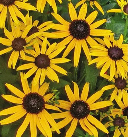 Black Eyed Susan Seeds(60 Seeds)