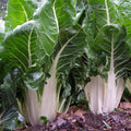 Swiss Chard Seeds - Organic, Heirloom, Open Pollinated, Non GMO - Grow Indoors, Outdoors, In Pots, Grow Beds, Soil, Hydroponics  Aquaponics(80 Seeds)