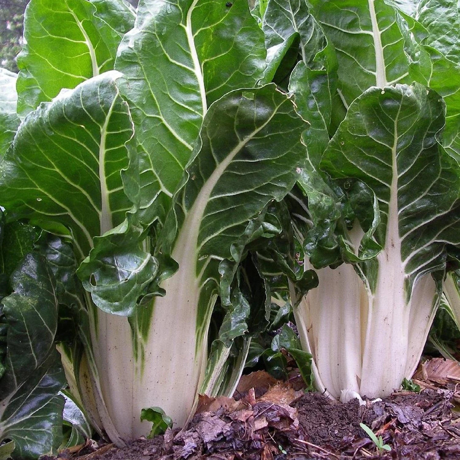 Swiss Chard Seeds - Organic, Heirloom, Open Pollinated, Non GMO - Grow Indoors, Outdoors, In Pots, Grow Beds, Soil, Hydroponics  Aquaponics(80 Seeds)