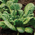 200+ Seeds| Tatsoi Mustard Green Seeds– Spinach Mustard Rosette Bok Choy, Heirloom Organic Non-GMO Asian Greens Stir Fry Greens, Salad Greens(200 Seeds)
