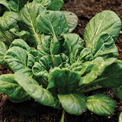 200+ Seeds| Tatsoi Mustard Green Seeds– Spinach Mustard Rosette Bok Choy, Heirloom Organic Non-GMO Asian Greens Stir Fry Greens, Salad Greens(200 Seeds)