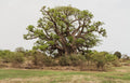 1/5/10 African BAOBAB TREE Adansonia Digitata Monkey Bread Judas Fruit Seeds(1 Seeds)