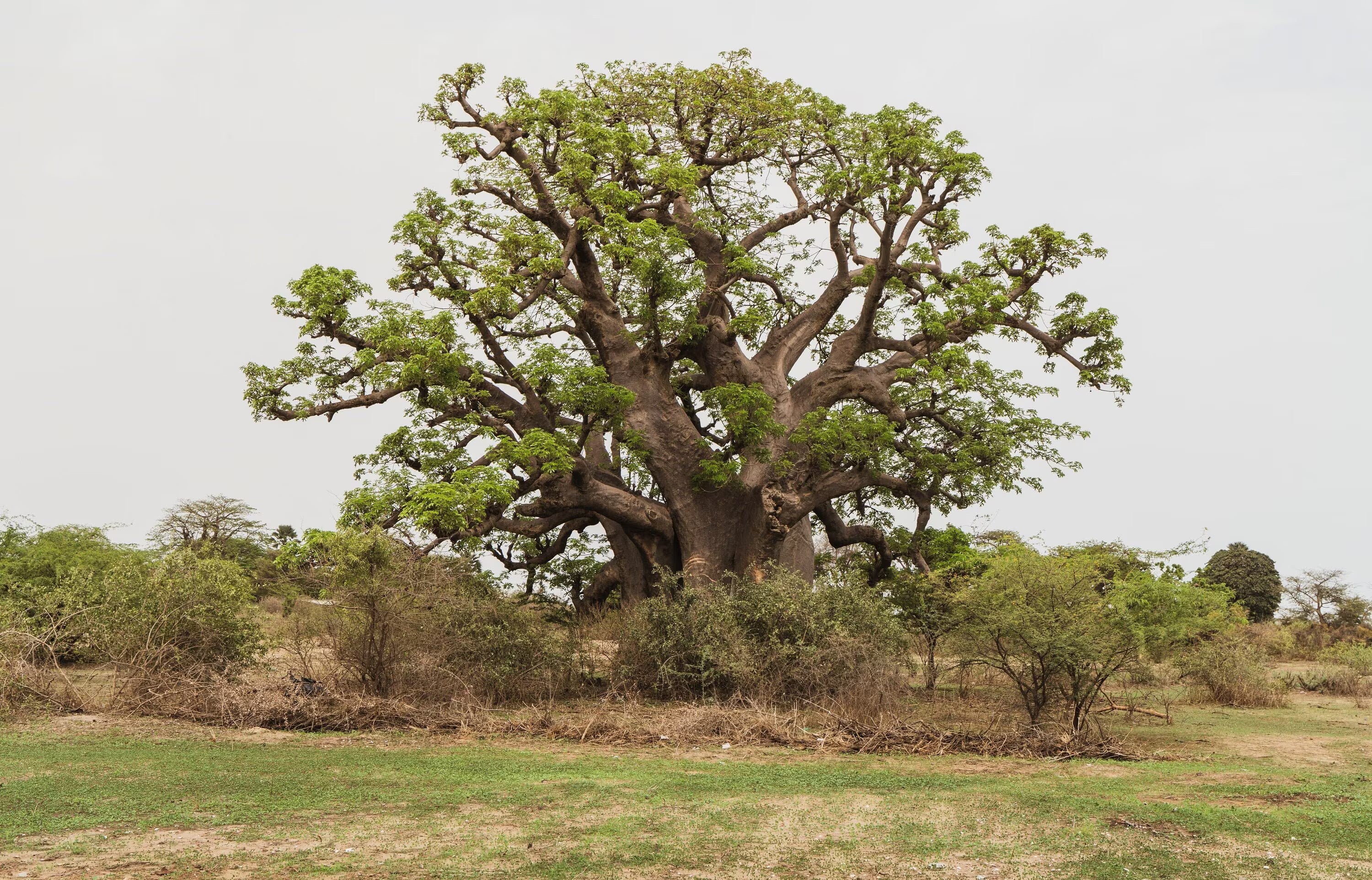 1/5/10 African BAOBAB TREE Adansonia Digitata Monkey Bread Judas Fruit Seeds(1 Seeds)